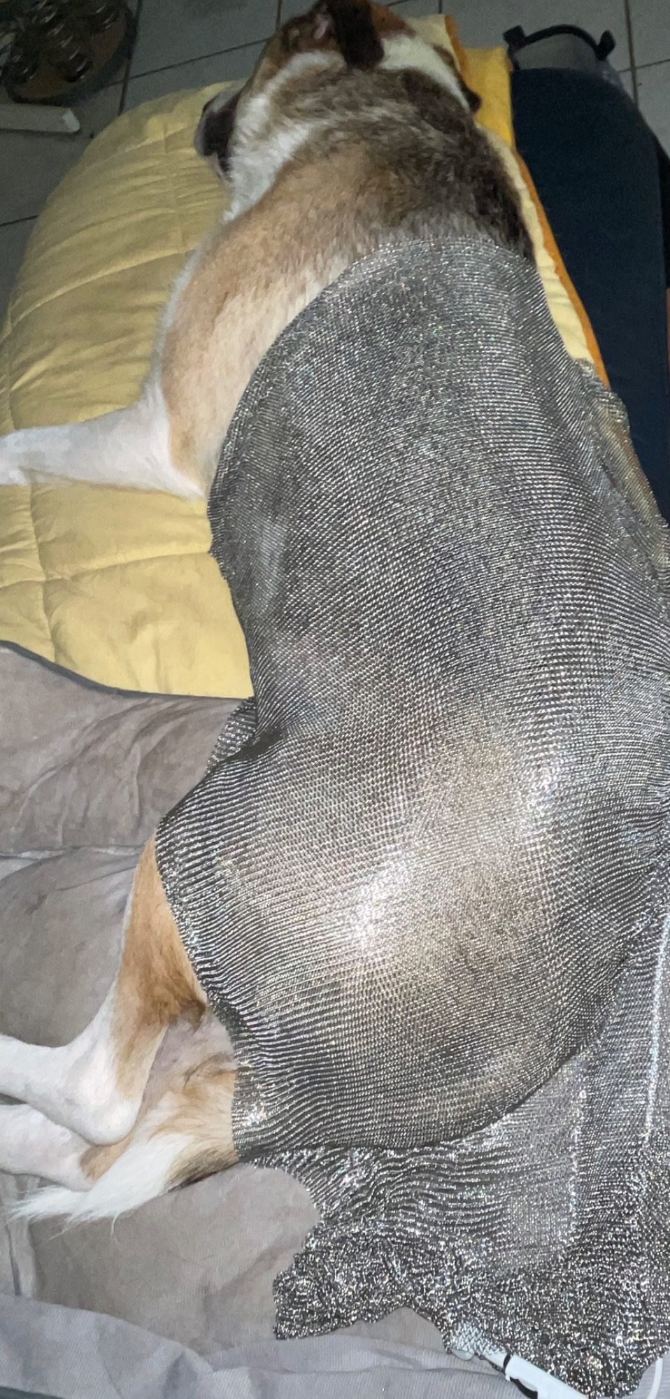 Mylo, 5 Jahre, Herdenschutzhud-Mix